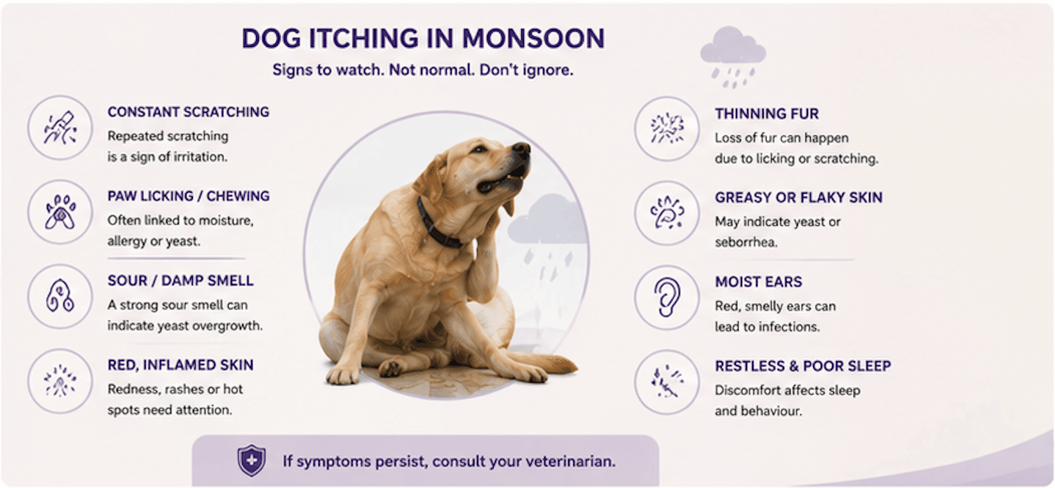Dog itching in monsoon: signs to watch for