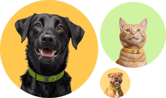 Pet cluster