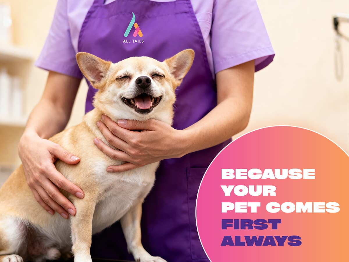 Gentle pet-first grooming