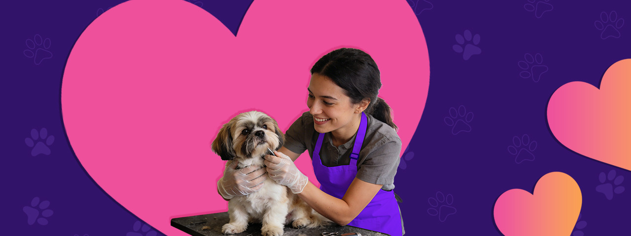 Dog Grooming at Home in Gurgaon: Cost, Packages & Areas Covered